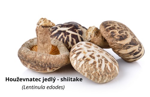 Houževnatec jedlý - shiitake